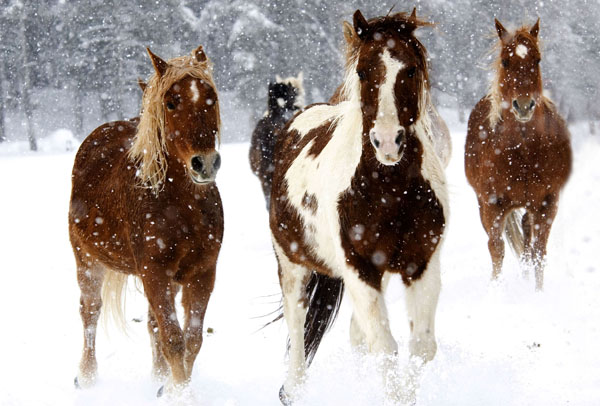 Vista Verde ranch horses